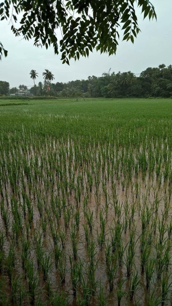Mystical Kerala Backwaters